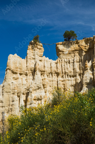 Tree Root Linking Two Sides of a Cliff in Ille-sur-Têt Organs on a Sunny Spring Day in Pyrénées-Orientales France