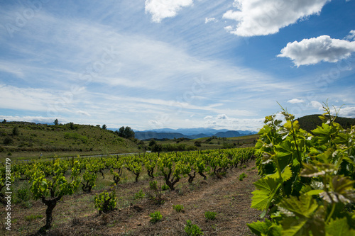 Corbières Vineyards and Rolling Hills Landscape  in Aude France
