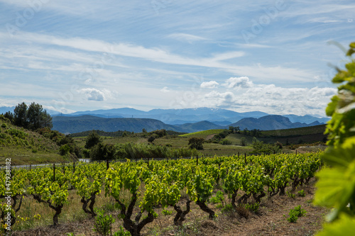 Corbières Vineyards and Rolling Hills Landscape  in Aude France © Angelina Cecchetto