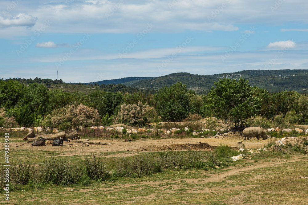 Rhinoceros Grazing and Wildebeests Resting in Sigean Wildlife Safari Park on a Sunny Spring Day in France