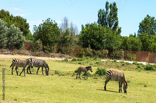 Zebras Walking and Grazing with Young Foal in Sigean Wildlife Safari Park on a Sunny Spring Day in France