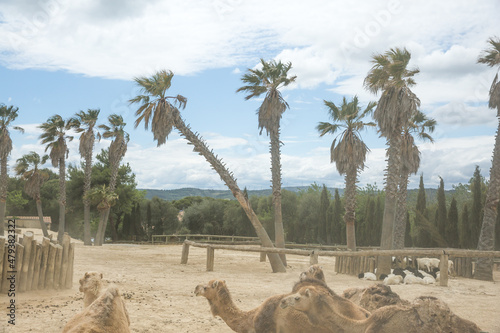 Group of Camels with Eyes Closed and Blackhead Persian Sheeps Lying Down in Sigean Wildlife Safari Park in France