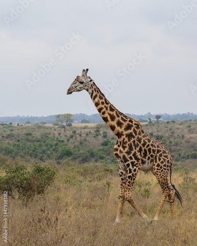 giraffe in the savannah Nairobi national park