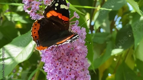 butterfly - red admiral Butterfly on buddleia pink purple flower butterfly collecting pollen video footage photo