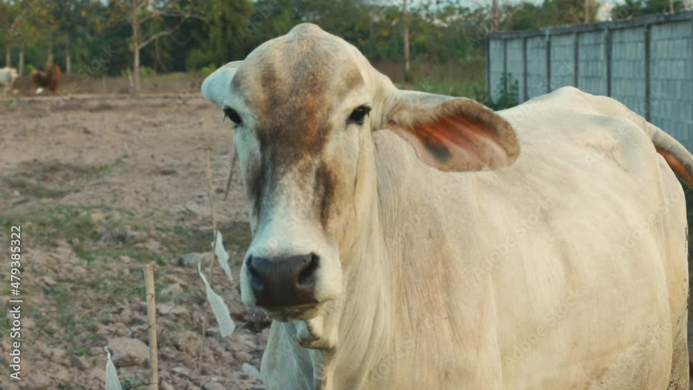 Close up face of meat cow raising in organic way in rural area of ...