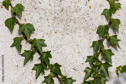 Green ivy leaves creeping over a white wall photo