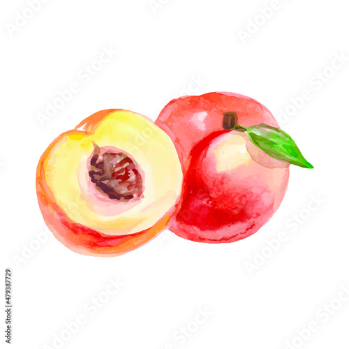 Watercolor peaches set. Hand-drawn vector peach. Sweet fruit drawing. Vector illustration