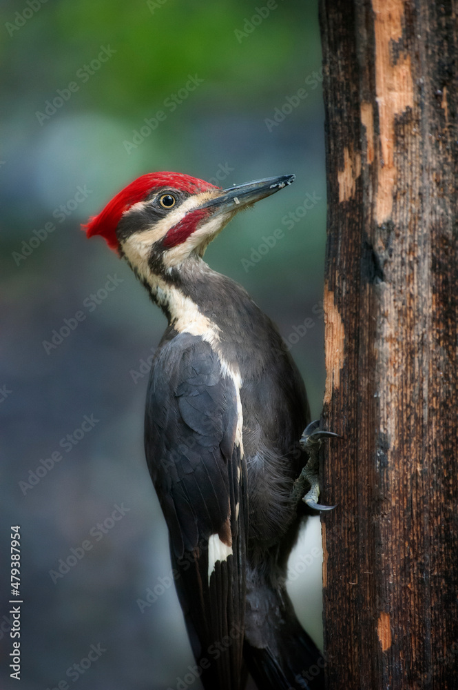Pileated woodpecker on post looking for food