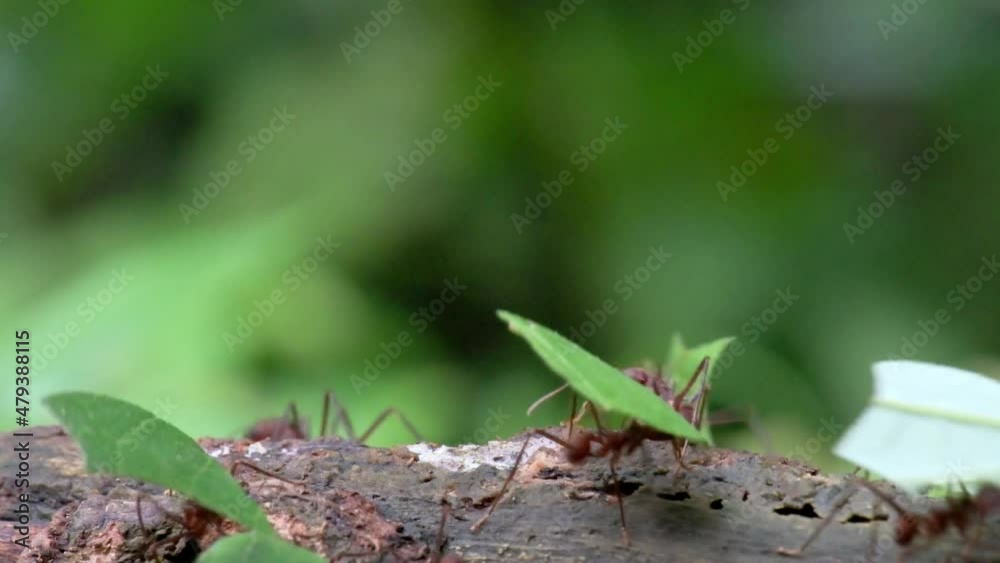 Leafcutter ants in Corcovado National Park, Osa Peninsula, Costa Rica, Central America Leafcutter ants in Corcovado National Park, Osa Peninsula, Costa Rica, Central America