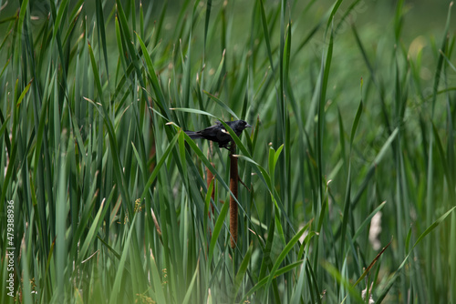 bird on a grass