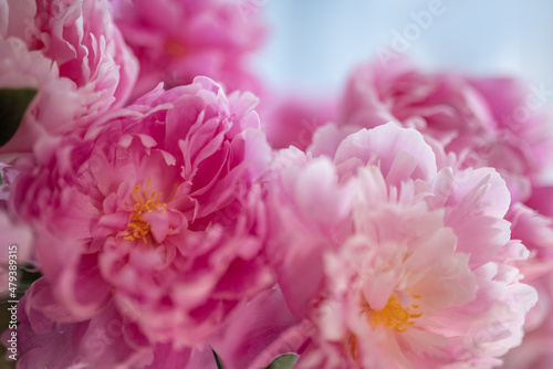 Pink peony background. Greeting card ideas for Birthday, Mother's, Valentines, Women's Wedding Day concept.