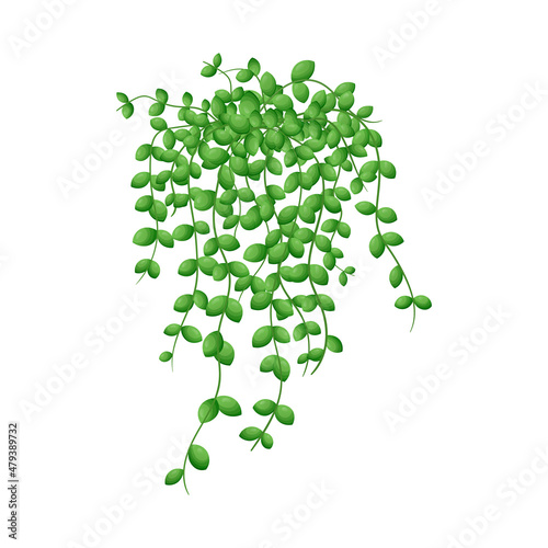 Vector cartoon illustration of home hanging leaves of plant String of Nickels isolated on white background.