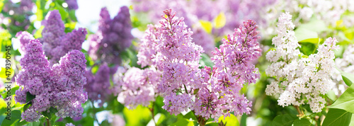 Colorful branches of lilac flowers in a garden