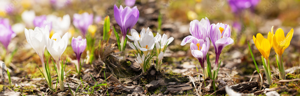 Spring flowers. Crocus flowers blooming in a garden Spring flowers. Crocus flowers blooming in a garden