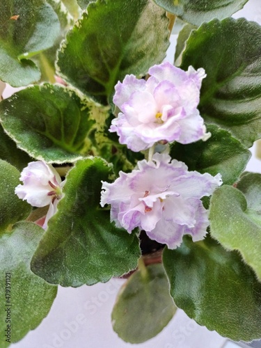 senpolia blooms with white and pink flowers  photo