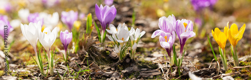 Spring flowers. Crocus flowers blooming in a garden