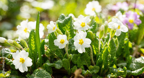 Spring flowers. Blooming primrose or primula flowers