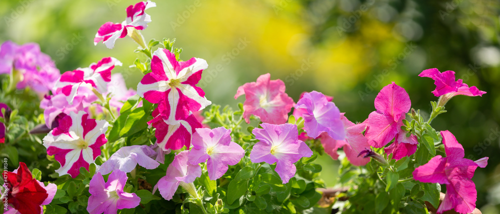 Naklejka premium petunia flowers in a garden on a green background