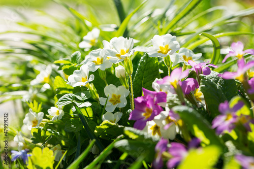 Spring flowers. Blooming primrose or primula flowers