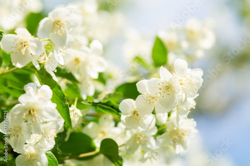 jasmine flowers on a bush