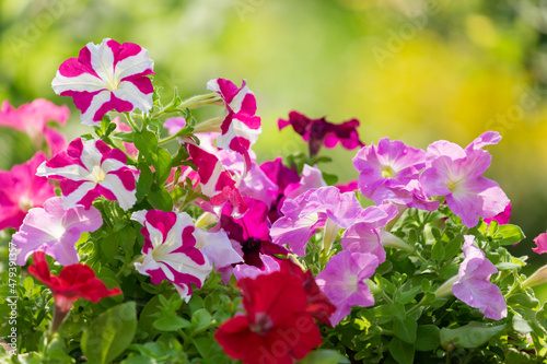 petunia flowers in a garden on a green background