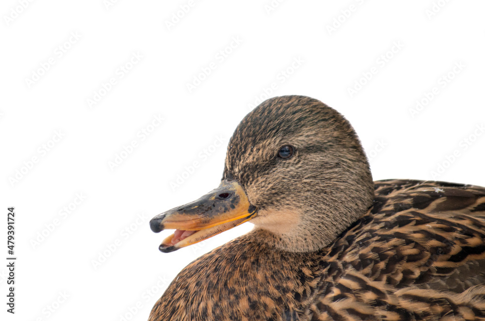 Female mallard duck isolated on a white background Female mallard duck isolated on a white background