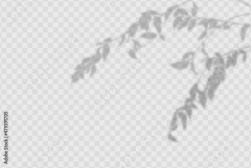 Realistic shadow tropical leaves and olives branches on transparent checkered background.