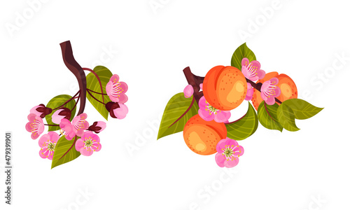 Blooming Apricot Tree Branch with Pink Flower Buds and Hanging Drupe Fruit Vector Set