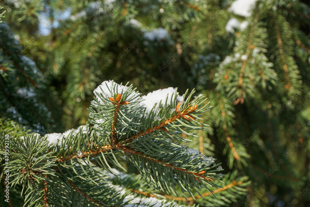 A close up of a spruce branch A close up of a spruce branch
