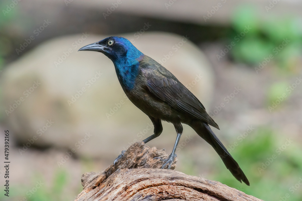 Common Grackle on log