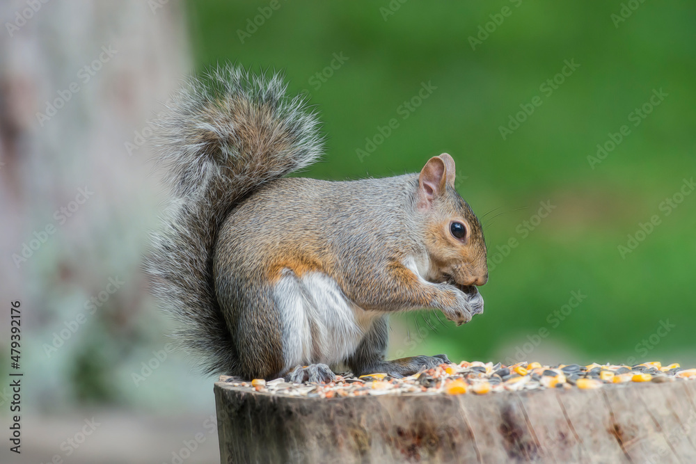 squirrel eating on log squirrel eating on log