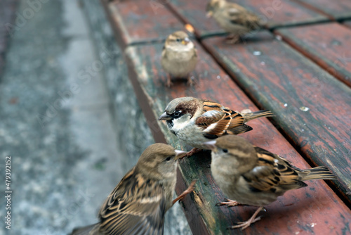 Closeup of sparrows standing on wooden bench in the street