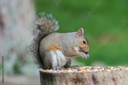 squirrel eating on log