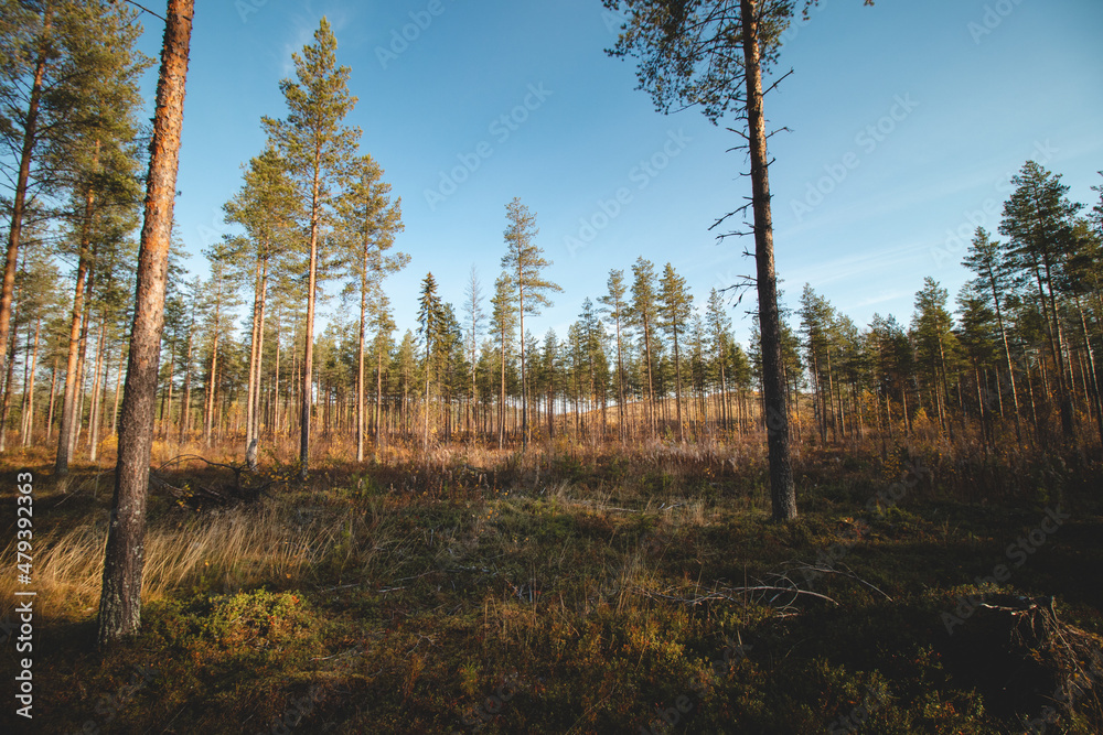 Sunset in the Finnish wilderness near Kajaani. A sightseeing route through the rocky terrain in the forest. Autumn in Suomi. Hiking adventure Sunset in the Finnish wilderness near Kajaani. A sightseeing route through the rocky terrain in the forest. Autumn in Suomi. Hiking adventure