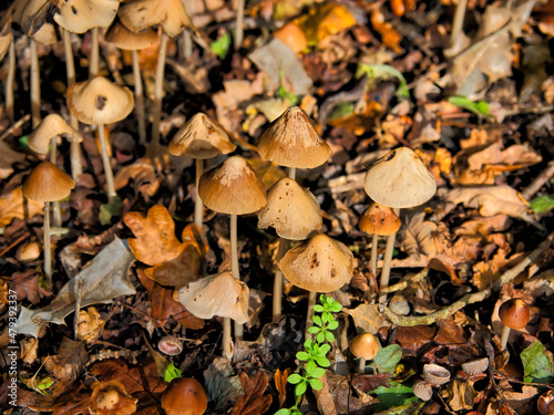 Galerina-graminea Turf-Bell Fungi  © susie peek