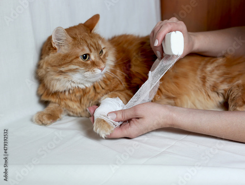 a beautiful red fluffy cat is bandaged with a paw, light background
