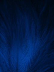 Beautiful abstract blue feathers on black background, black feather texture and blue background, feather wallpaper, blue texture banners, love theme, valentines day, light blue texture, dark gradient