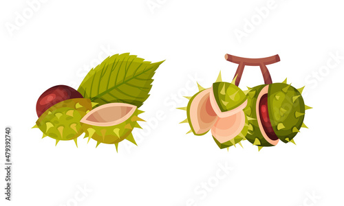 Chestnut with Thorned Cracked Shell Showing Brown Nut Vector Set