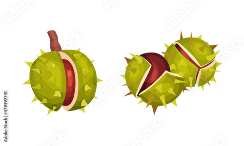 Chestnut with Thorned Cracked Shell Showing Brown Nut Vector Set