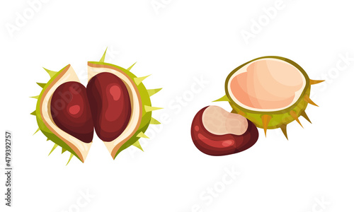 Chestnut with Thorned Cracked Shell Showing Brown Nut Vector Set