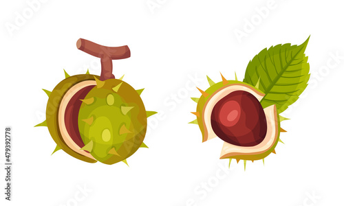Chestnut with Thorned Cracked Shell Showing Brown Nut Vector Set