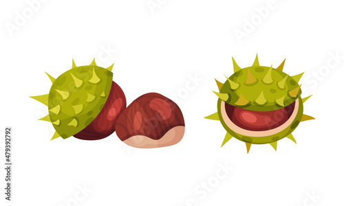 Chestnut with Thorned Cracked Shell Showing Brown Nut Vector Set
