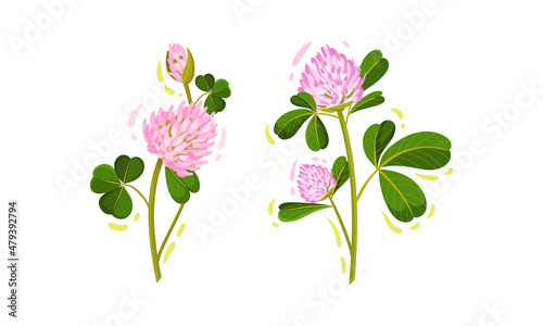 Purple Trifolium or Clover Flower Head on Green Stem with Trifoliate Leaves Vector Set