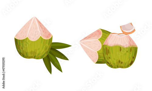 Green Coconut with White Inner Flesh Vector Set