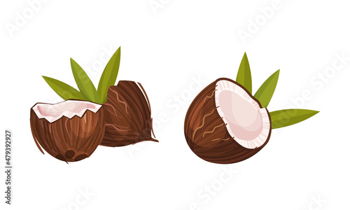 Halved Coconut with Hard Shell and Fibrous Husk Showing White Inner Flesh Vector Set