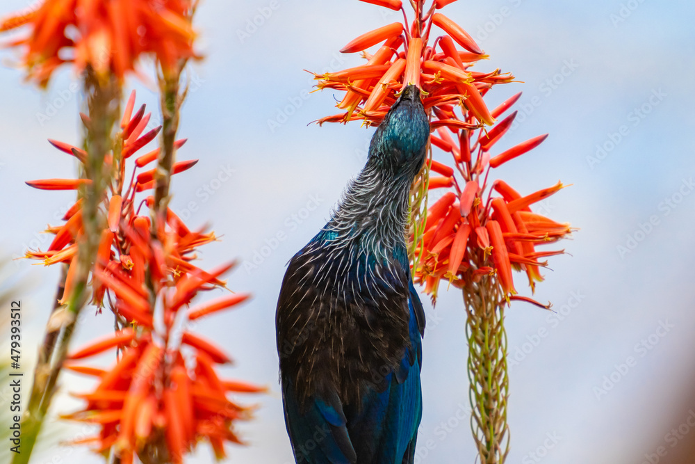 New Zealand Tui nectar feeding on red succulent flower - obrazy, fototapety, plakaty 