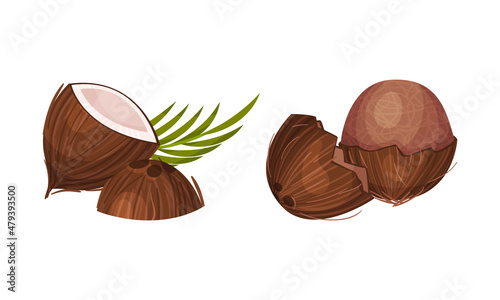 Halved Coconut with Hard Shell and Fibrous Husk Showing White Inner Flesh Vector Set