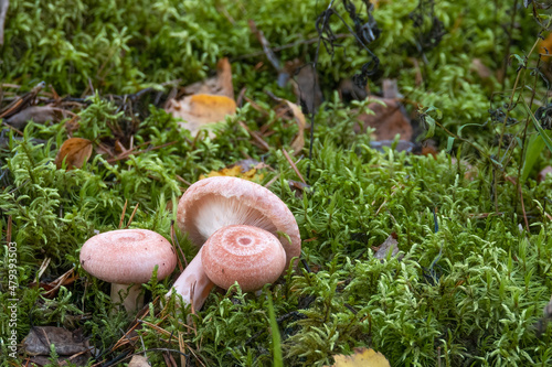 woolly milkcap  photo