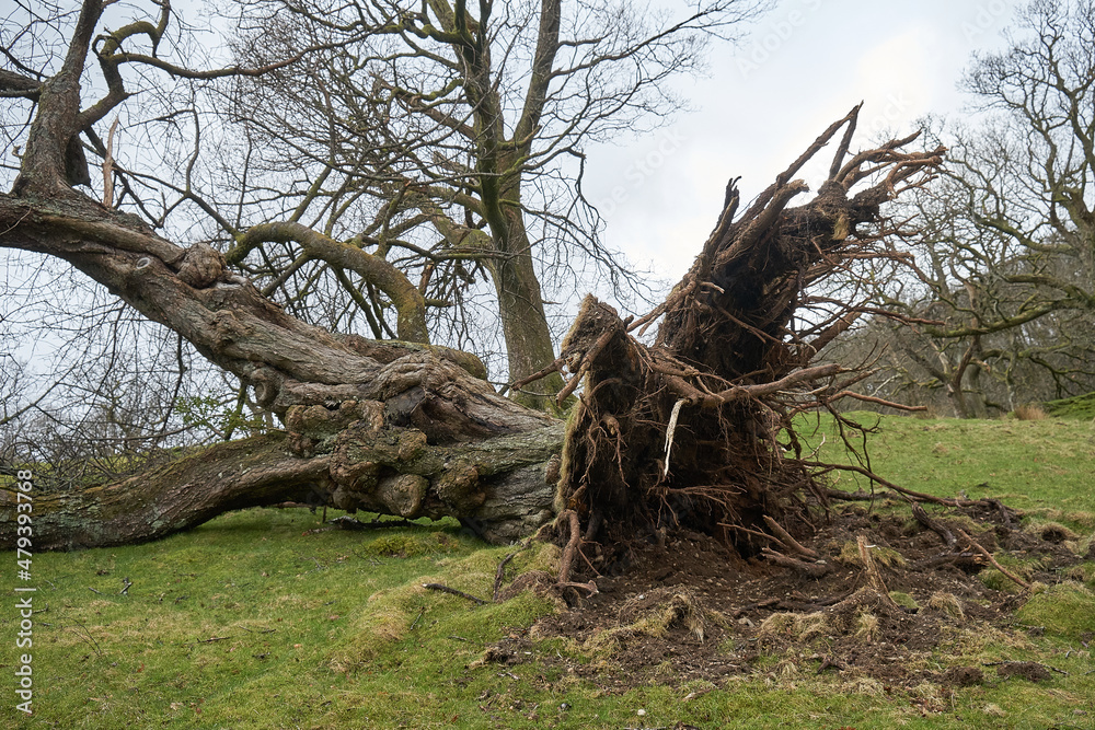 Large mature tree in a rural location blown down by fierce storm showing its roots
