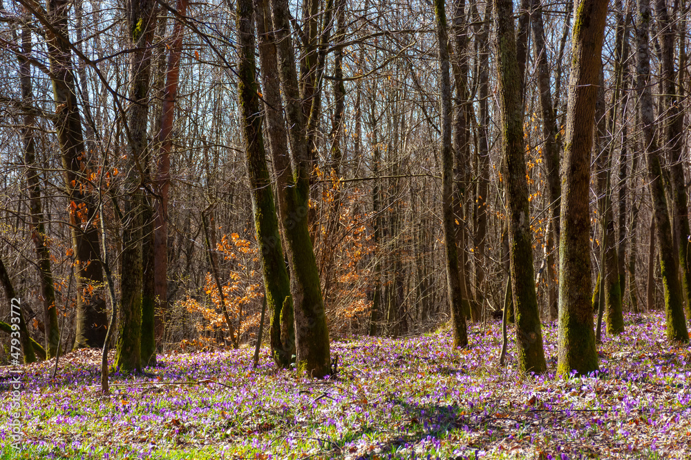 blooming crocus flowers in springtime. leafless trees in the forest. beautiful nature scenery